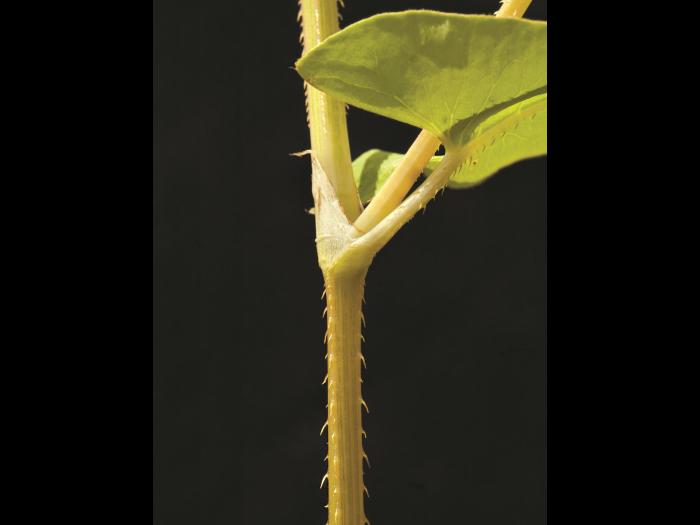 Renouée sagitté (Persicaria sagittata)_5