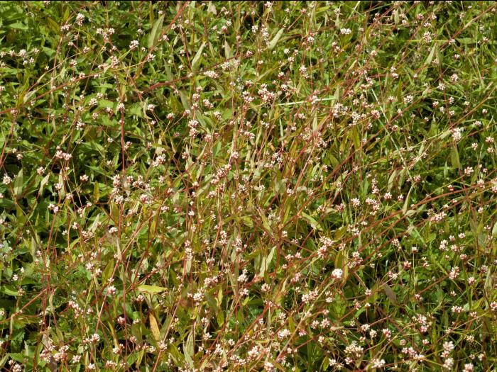 Renouée sagitté (Persicaria sagittata)_9