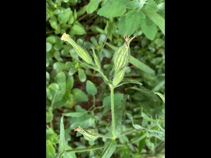 Silène noctiflore(Silene noctiflora)_9