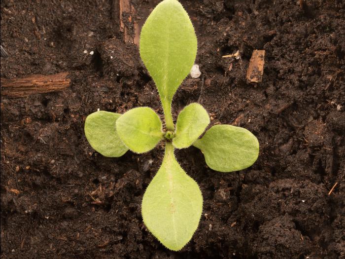 Silène noctiflore(Silene noctiflora)_16