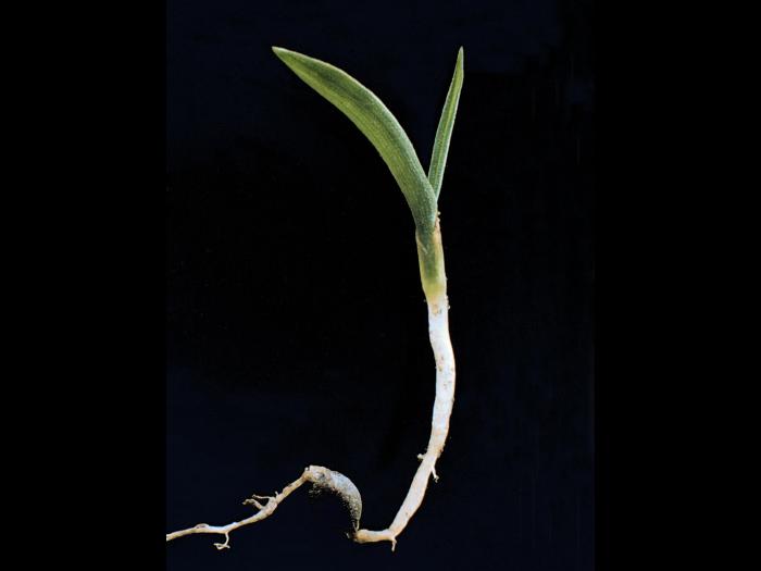 Sétaire glauque (Setaria pumila subsp. pumila)_3