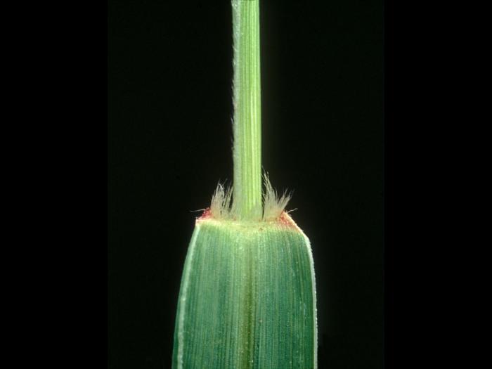 Sétaire verte (Setaria viridis)_6