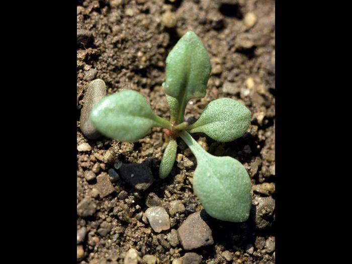 Petite oseille (Rumex acetosella)_2