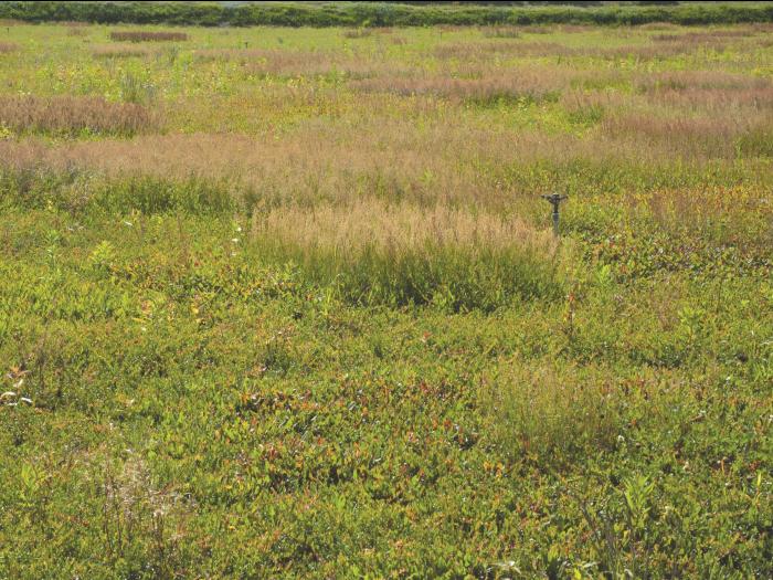 Petite oseille (Rumex acetosella)_7