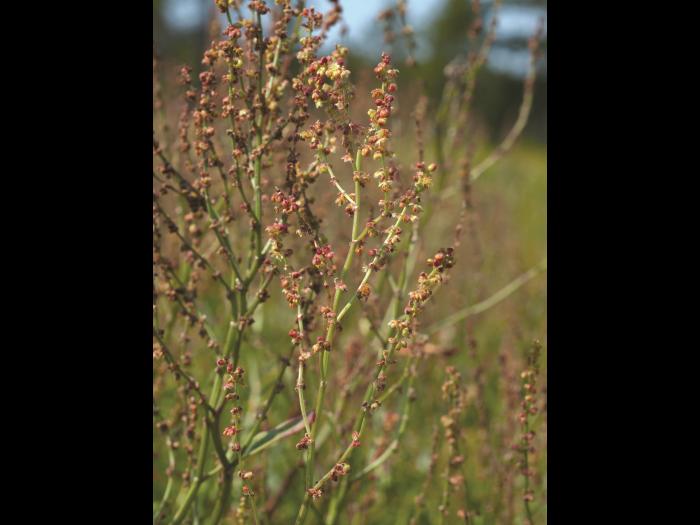 Petite oseille (Rumex acetosella)_11