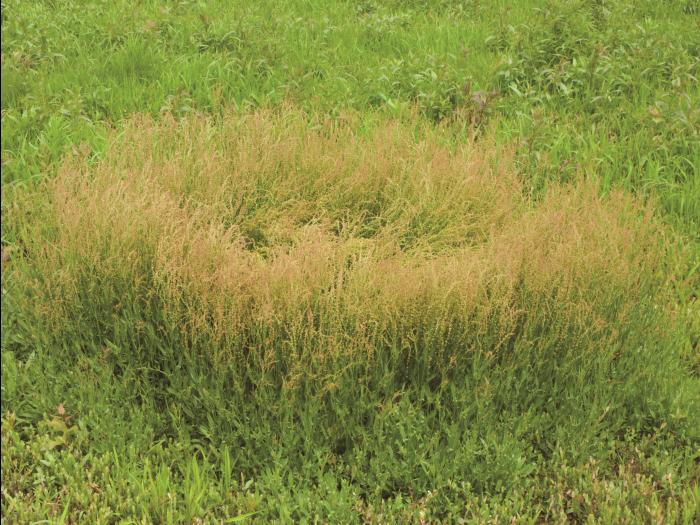 Petite oseille (Rumex acetosella)_12