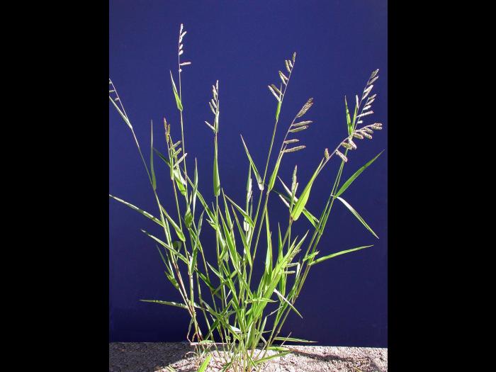 Ériochloé velue (Eriochloa villosa)_1