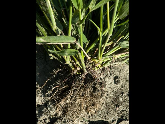 Ériochloé velue (Eriochloa villosa)_30