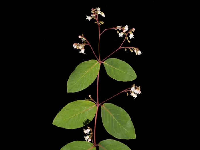 Apocyn feuilles androsème(Apocynum androsaemifolium)_1