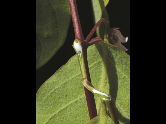 Apocyn feuilles androsème(Apocynum androsaemifolium)_2