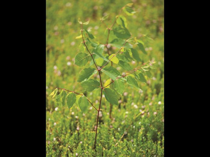 Apocyn feuilles androsème(Apocynum androsaemifolium)_4