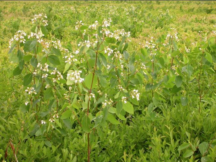 Apocyn feuilles androsème(Apocynum androsaemifolium)_8