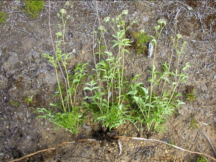 Aralie hispide(Aralia hispida)_11