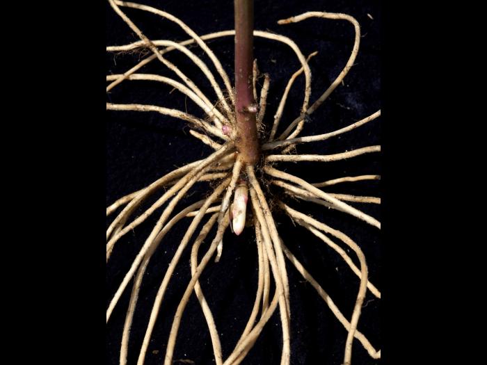 Aster ombelles(Doellingeria umbellata)_1