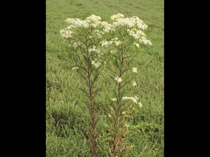 Aster ombelles(Doellingeria umbellata)_2