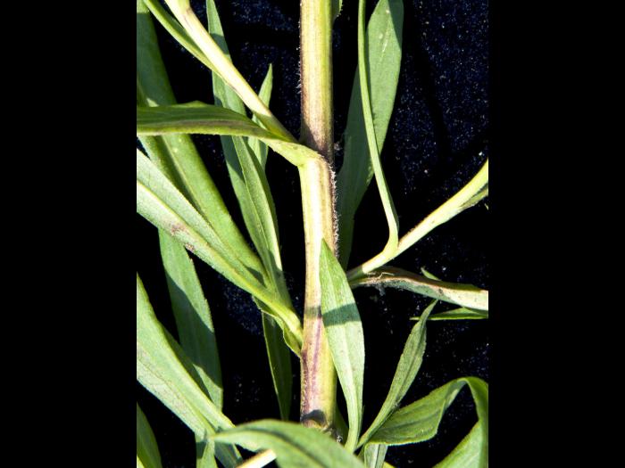 Aster simple(Symphyotrichum lanceolatum)_6