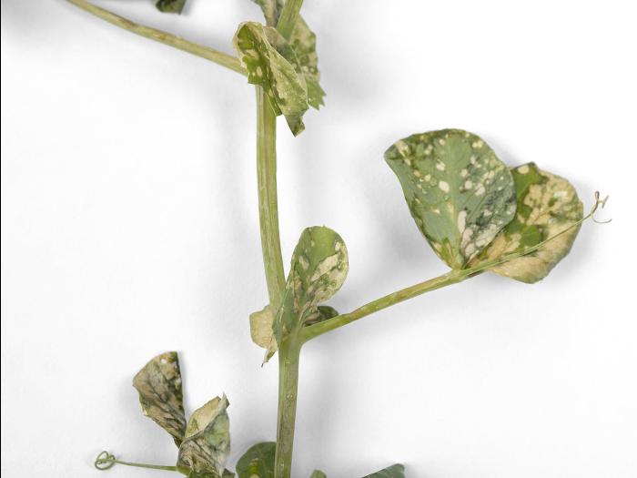 Pois - glyphosate (9)_3