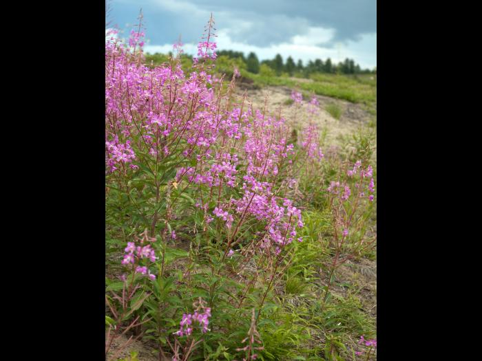 Épilobe feuilles étroite (Chamaenerion angustifolium)_13