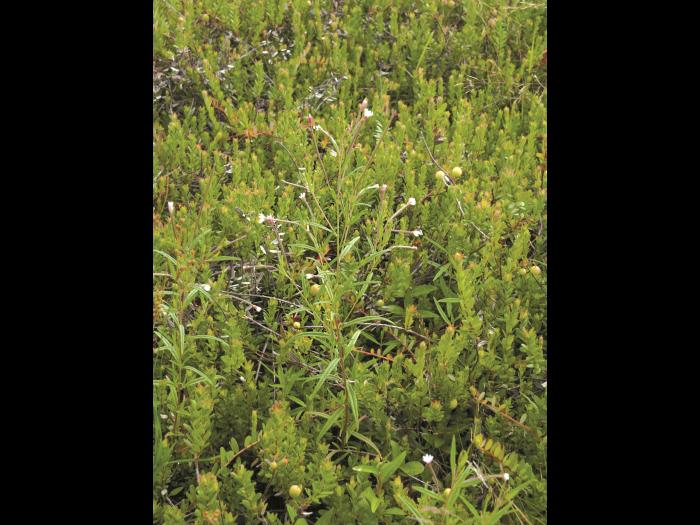 Épilobe leptophylle (Epilobium leptophyllum)_1