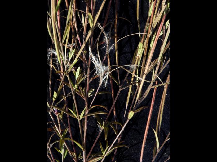 Épilobe leptophylle (Epilobium leptophyllum)_12
