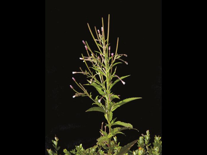 Épilobe glanduleux (Epilobium ciliatum subsp. glandulosum)_2