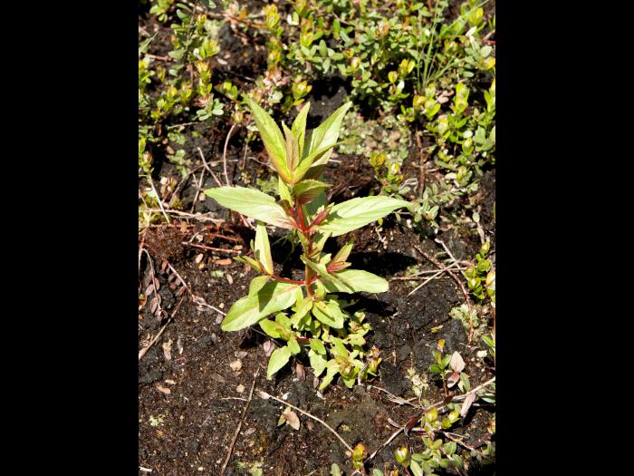 Épilobe glanduleux (Epilobium ciliatum subsp. glandulosum)_8