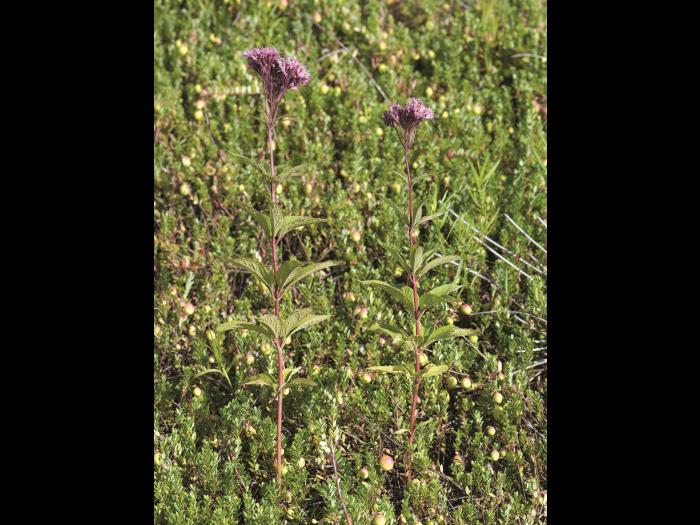 Eupatoire maculée (Eutrochium maculatum var. maculatum)_1