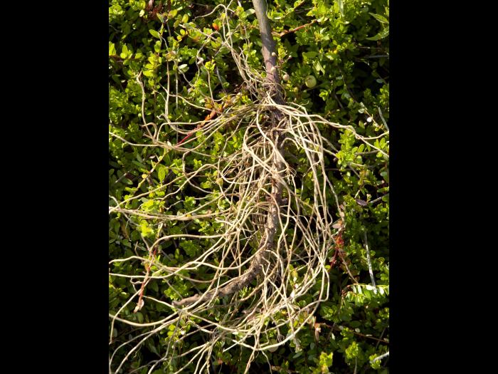 Eupatoire maculée (Eutrochium maculatum var. maculatum)_7