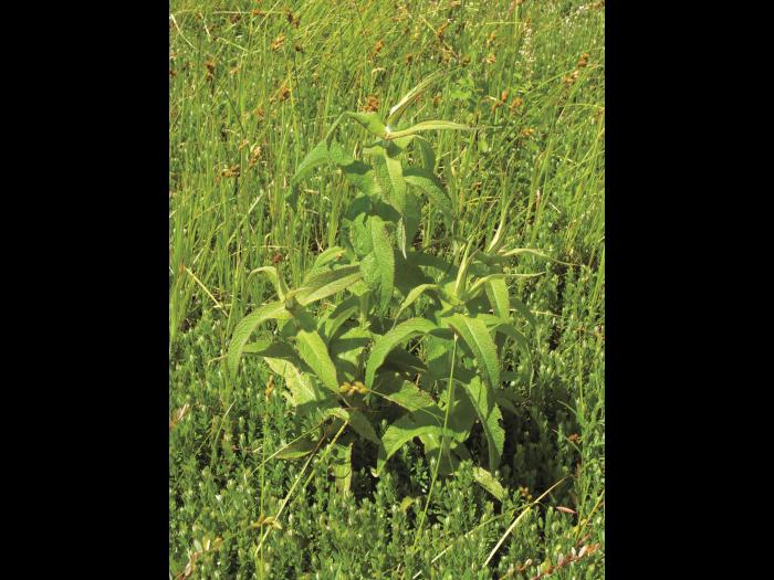 Eupatoire perfoliée (Eupatorium perfoliatum)_4