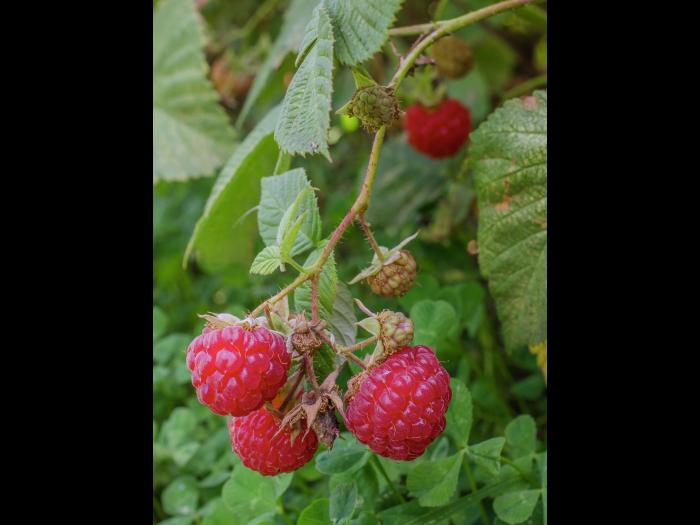 Framboisier rouge (Rubus idaeus)_9