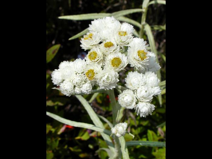 Immortelle blanche (Anaphalis margaritacea)_11