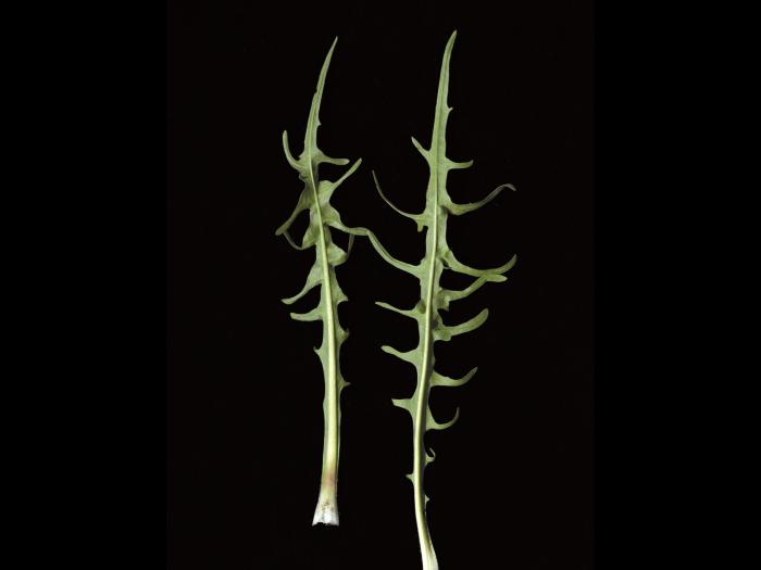 Liondent automne (Leontodon autumnalis)_6