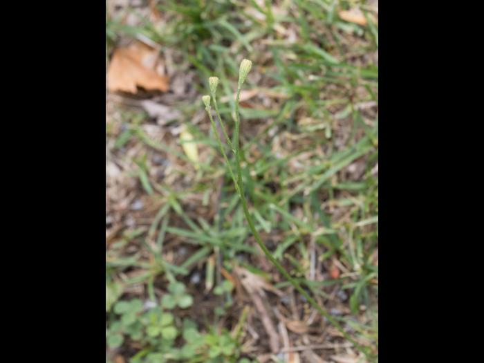 Liondent automne (Leontodon autumnalis)_9