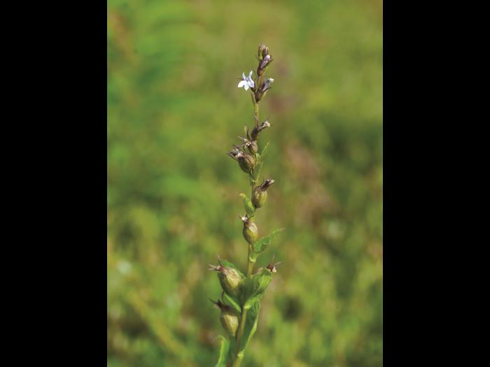 Lobélie gonflée (Lobelia inflata)_2