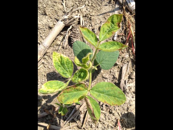 Soya - mésotrione (27)_6