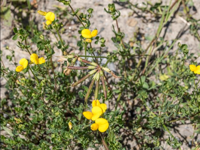 Lotier corniculé (Lotus corniculatus)_11