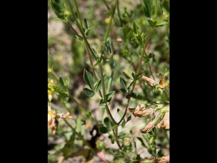 Lotier corniculé (Lotus corniculatus)_12