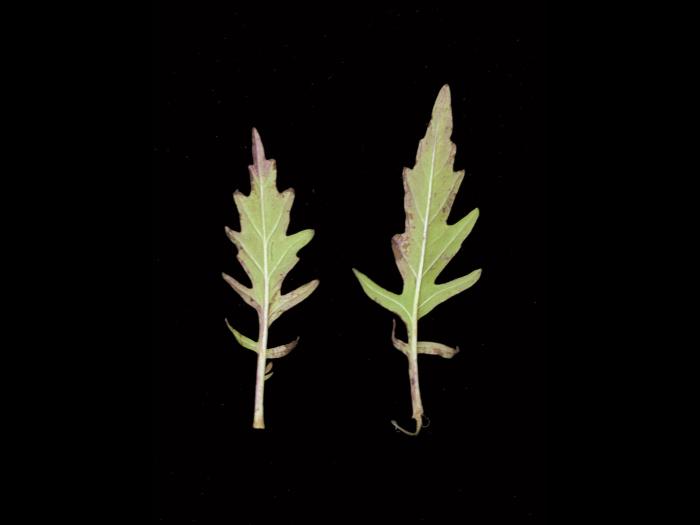 Lycope Amérique (Lycopus americanus)_3