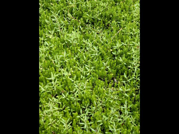 Lycope une fleur (Lycopus uniflorus)_1