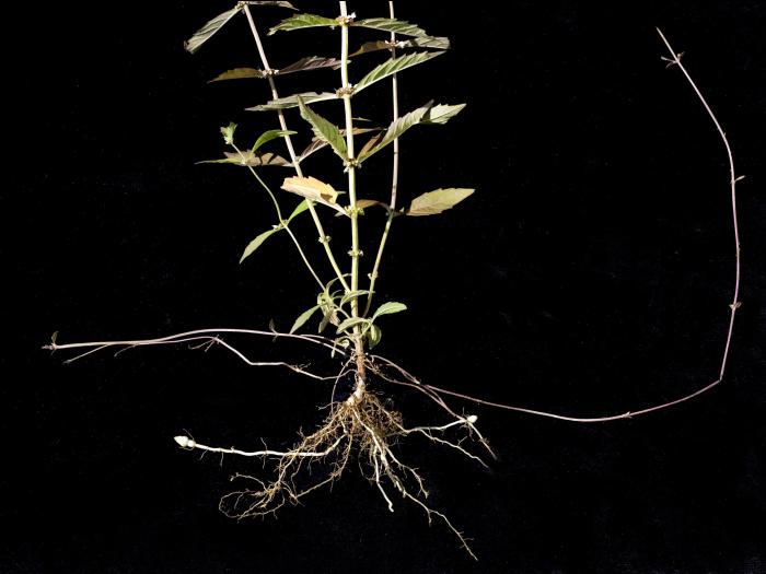 Lycope une fleur (Lycopus uniflorus)_6