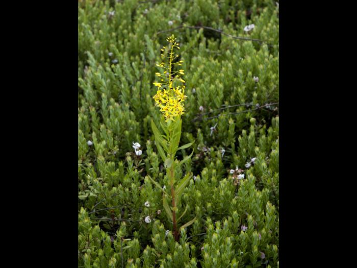 Lysimaque terrestre (Lysimachia terrestris)_1