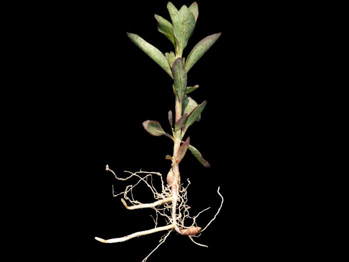 Lysimaque terrestre (Lysimachia terrestris)_5