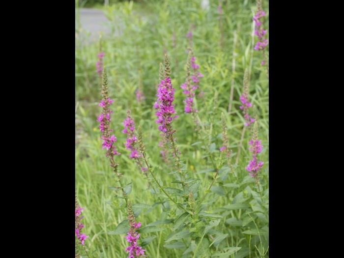Salicaire commune (Lythrum salicaria)_13