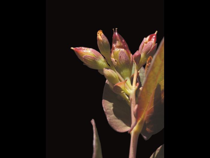 Millepertuis Fraser (Hypericum fraseri)_4