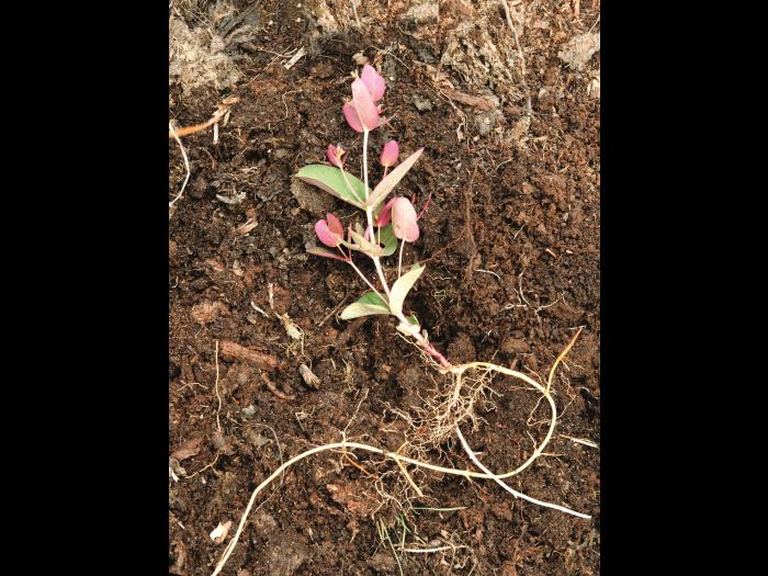 Millepertuis Fraser (Hypericum fraseri)_9