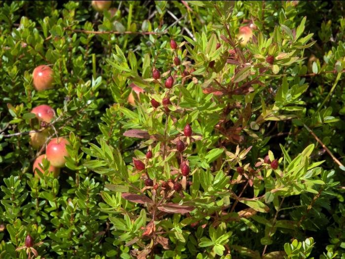 Millepertuis elliptique (Hypericum ellipticum)_14