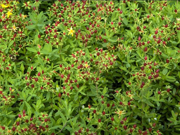 Millepertuis elliptique (Hypericum ellipticum)_15