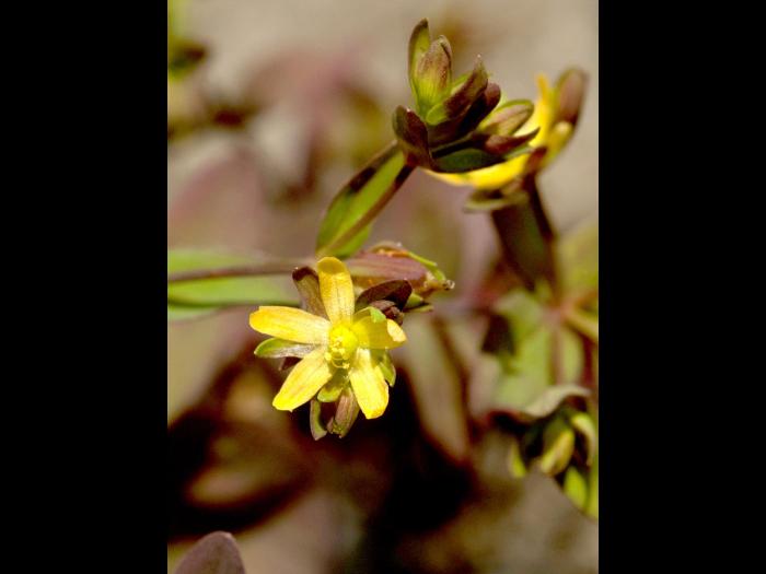 Millepertuis nain (Hypericum mutilum)_3