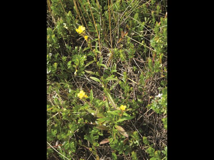 Onagre vivace (Oenothera perennis)_1