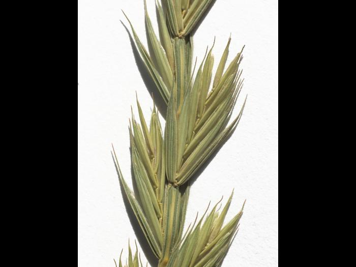 Chiendent(Elymus repens)_6